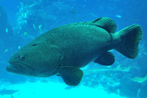 Giant grouper “Epinephelus lanceolatus”