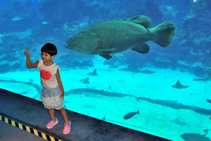 Little chinese girl likes being photographed in front of the Giant grouper