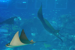 Manta rays “Manta birostris” are the largest rays and are closely related to sharks