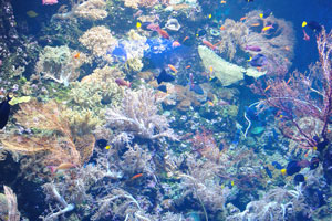 Rich marine diversity of the oceanarium