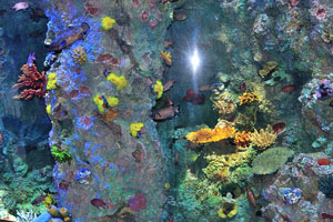 Sea corals of different colors
