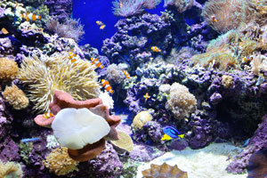 Clownfish and anemones