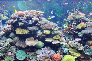 Huge alive coral reef