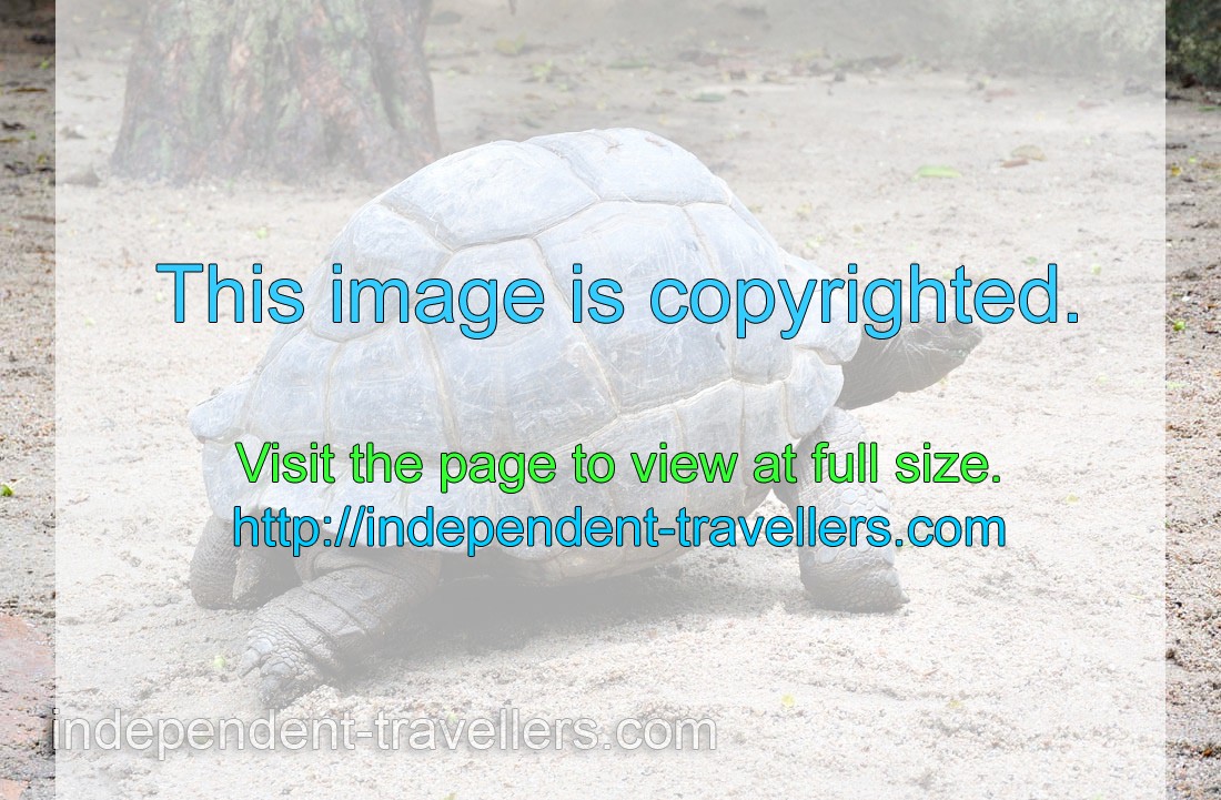 Aldabra giant tortoise “Aldabrachelys gigantea”