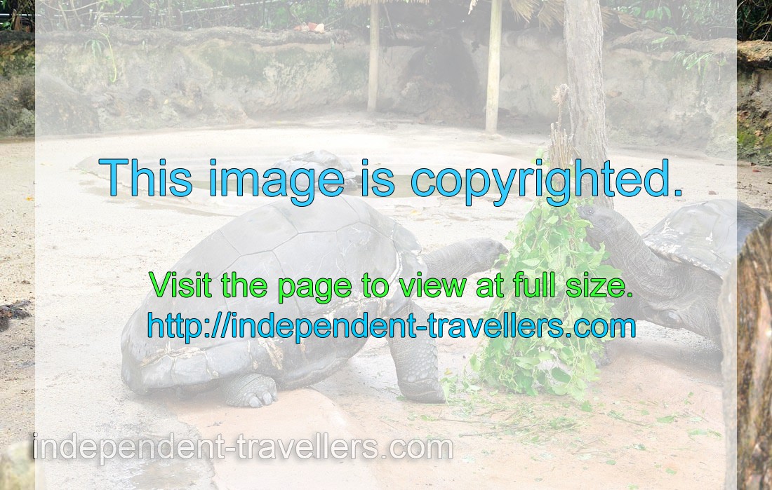 Aldabra giant tortoise feeding time