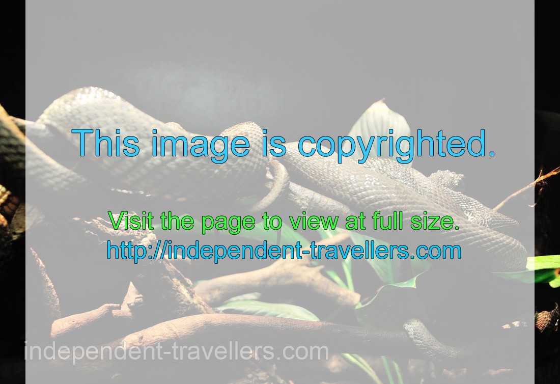 Mangrove pit viper “Trimeresurus purpureomaculatus”