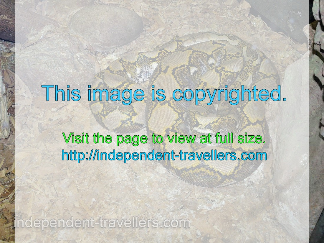 Reticulated python “Broghammerus reticulatus”