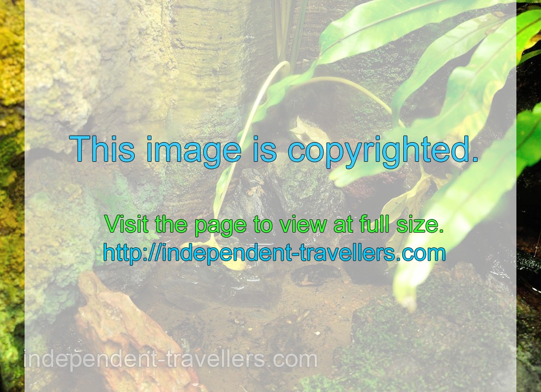 Malayan horned frog “Megophrys nasuta”