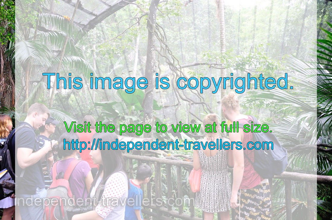 Tourists are inside “Fragile Forest”