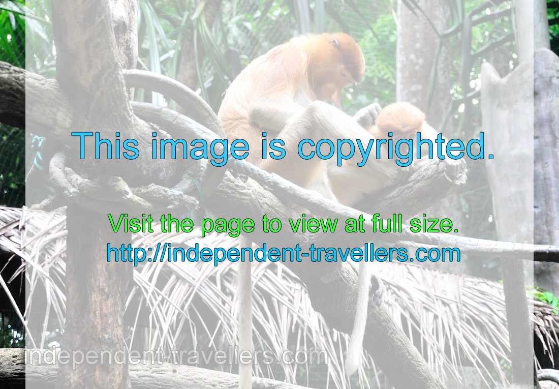 The Singapore Zoo has one of the largest collections of proboscis monkeys among the zoos in the world