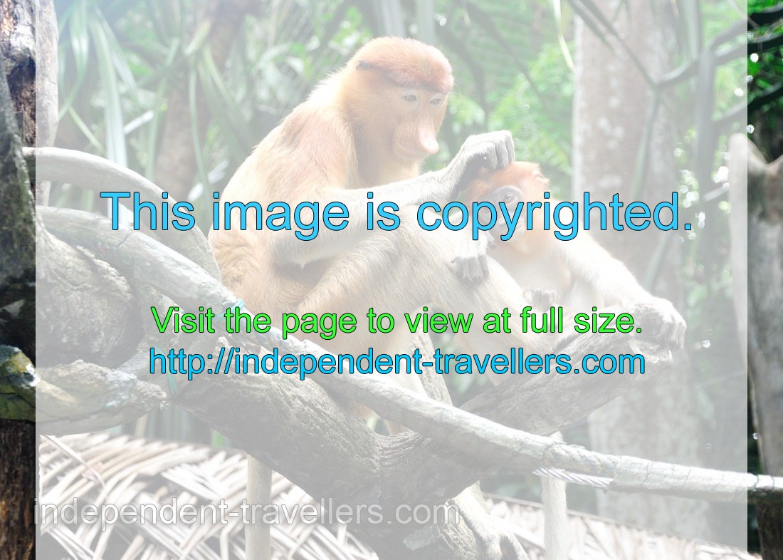 Proboscis monkeys in the wild never live too far from water