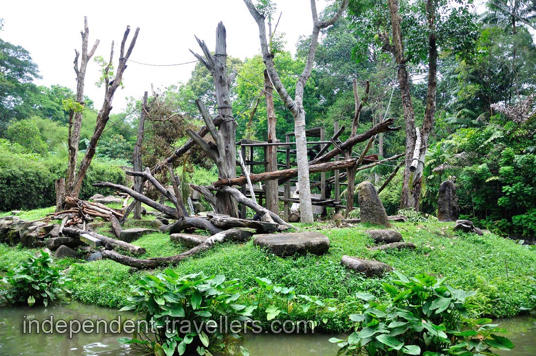 Chimpanzee exhibit is equipped with a jungle &ldquo;gymnasium&rdquo; for our intelligent primate friends to exercise both body and mind