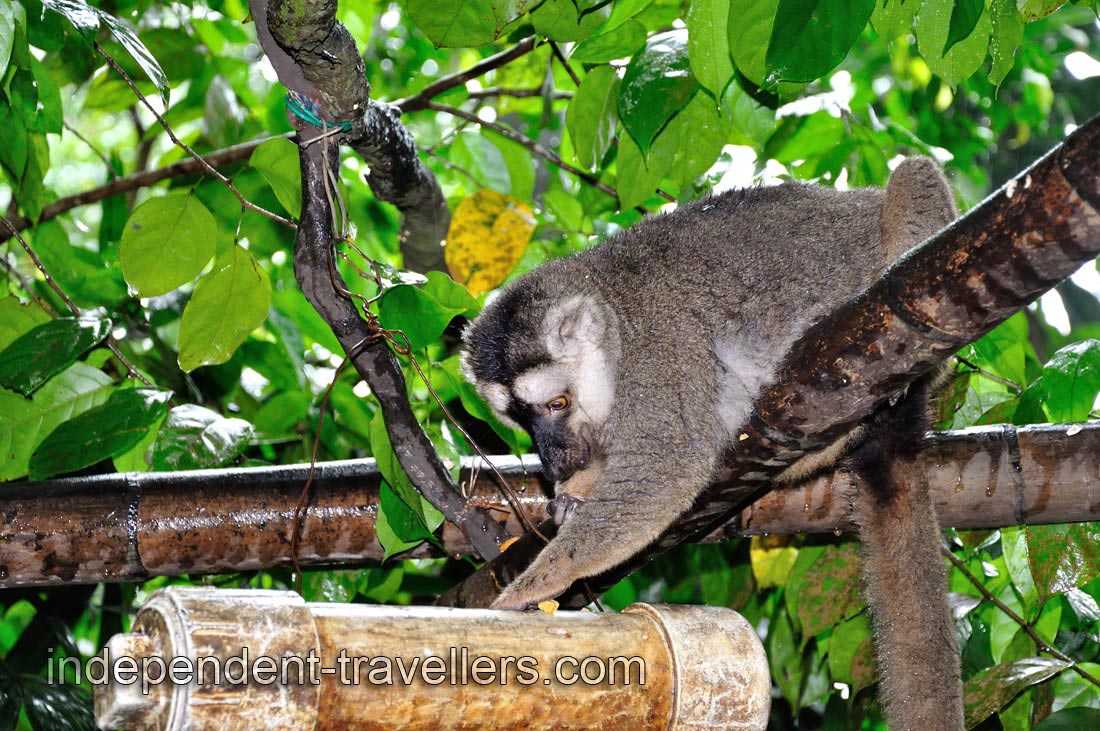Brown lemur is on the wet branch under the rain