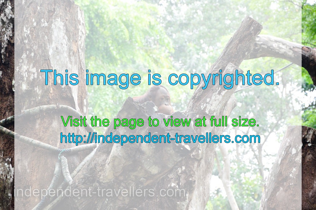 Orangutan furtively peeks from behind a tree