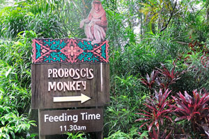 Proboscis monkey's feeding time starts at 11.30 am