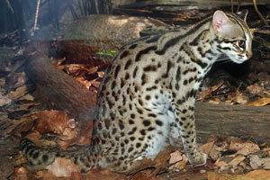 The leopard cat's name is derived from the leopard-like spots
