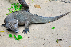 Rhino iguana