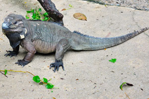 Rhinoceros iguana “Cyclura cornuta”