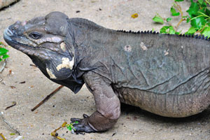 The rhinoceros iguana is a species of lizard belonging to the genus Cyclura