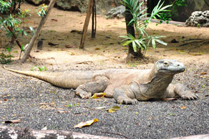 Komodo dragon “Varanus komodoensis”