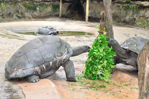 Aldabra giant tortoise feeding time