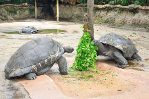The main population of the Aldabra giant tortoise resides on the islands of the Aldabra Atoll in the Seychelles