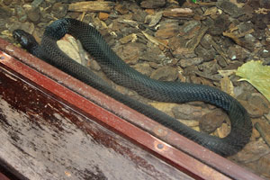 Black-necked spitting cobra “Naja nigricollis”