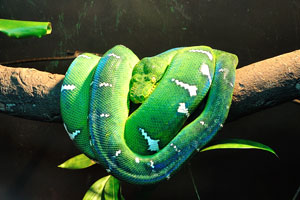 Corallus caninus, commonly called the emerald tree boa