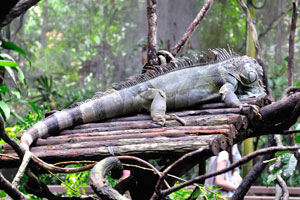Green iguana “Iguana iguana”