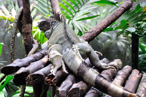 Despite their name, green iguanas can come in different colors