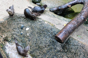 Asian small-clawed otters