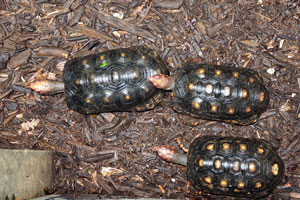 Red-footed tortoises “Chelonoidis carbonaria”