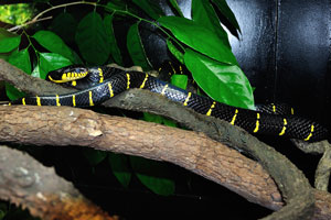 Black and yellow mangrove snake “Boiga dendrophila”