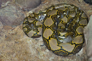 Reticulated python “Broghammerus reticulatus”