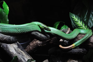 The red-tailed green ratsnake “Gonyosoma oxycephalum”