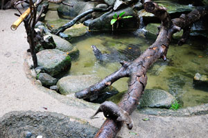 Asian small-clawed otters on the outdoor ground level