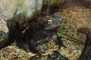 Black river toad “Bufo asper”