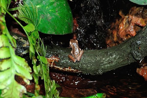 Four-Lined tree frog “Polypedates leucomystax”