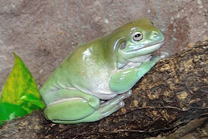 White's tree frog, or Australian green tree frog “Litoria caerulea”