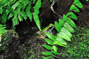 Common greenback “Rana erythraea”