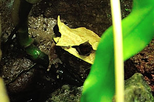 A forest specialist, the Malayan horned frog has remarkable camouflage