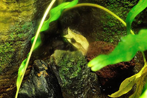 Malayan horned frog “Megophrys nasuta”