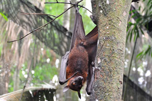 Large flying fox hangs on the tree