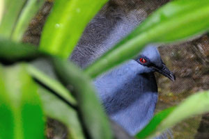 Crowned pigeon is the blue bird with red eyes