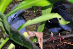 Crowned pigeon “Goura”