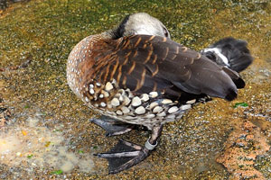 Ordinary duck carelessly smeared its food on the ground