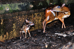 Awesome photograph of the newborn mouse-deer with its mother