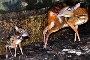 Newborn mouse-deer not yet dried up, the photograph was taken just after the birth