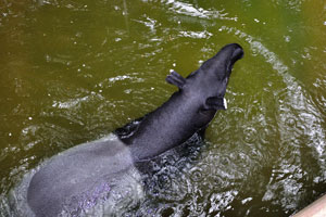 Like most rainforest animals, the tapir is threatened with habitat loss