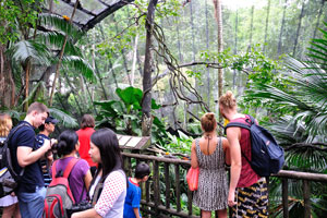 Tourists are inside “Fragile Forest”